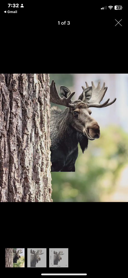 Peeking Moose