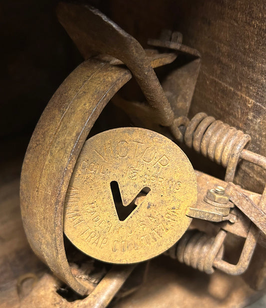 Victor #1-1/2 Coil Spring Animal Trap