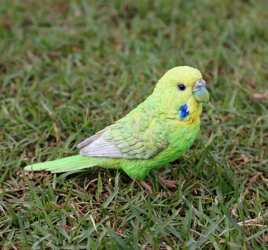 Green Budgerigar