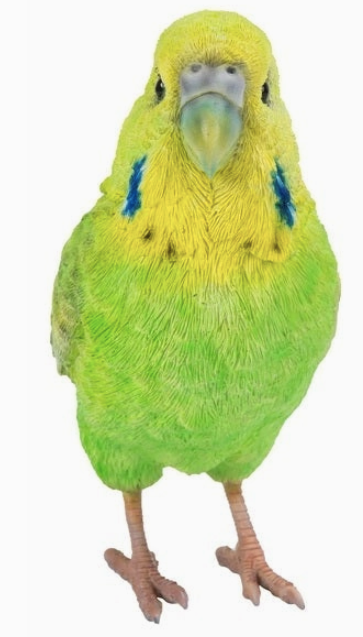 Green Budgerigar