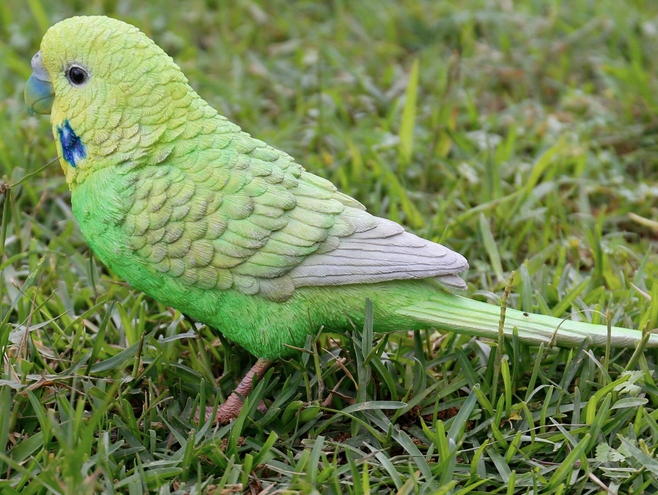 Green Budgerigar