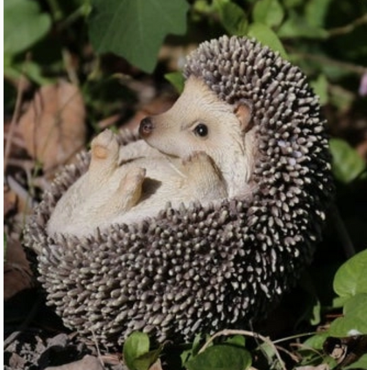 Hedgehog On Its Back