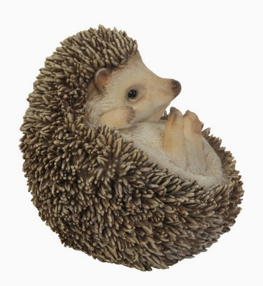 Hedgehog On Its Back