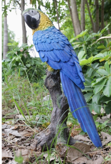 Macaw