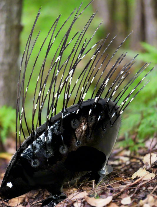 Large Porcupine