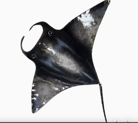 Manta Ray