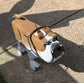 Bulldog