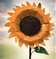 Oversize Sunflower
