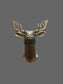 Jagermeister Shot Cup