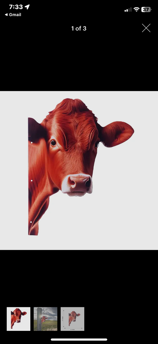 Peeking Steer