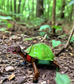 Box Turtle