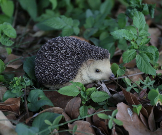 Sitting Hedgehog