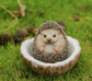 Coconut Hedgehog