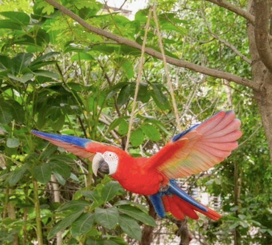 Scarlet Flying Parrot