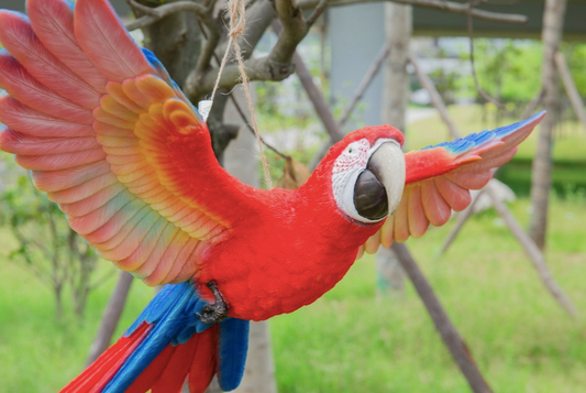 Scarlet Flying Parrot