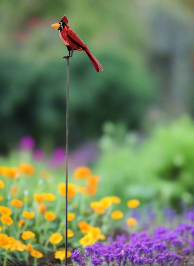 Cardinal On Stake