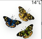 Wall Moth