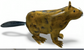 Beaver