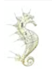 Seahorse