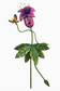 Be Jolly Garden Stake Tulip