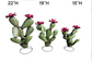 Small Olive Nopal Cactus