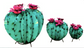 Lg  Pincushion cactus